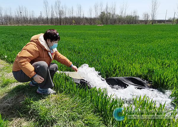 山东聊城河务局阳谷黄河河务局三月河水润苗壮
