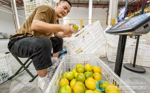 在湖北省秭归县脐橙产业综合物流中心,商户正在对着手机直播分拣橙子。 本报记者 李先明 摄