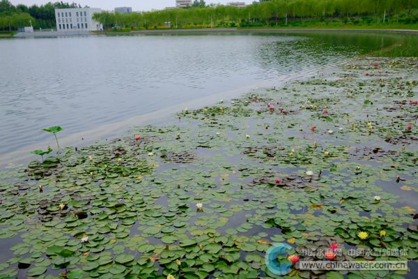 双色睡莲发现地