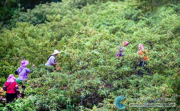 种植户正在采收余甘 本报通讯员 张贵成 摄