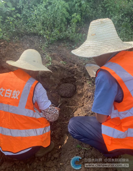 湖北襄阳市樊城区完成水库白蚁治理工作
