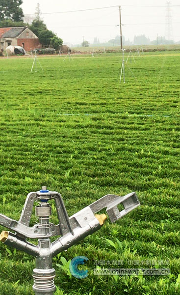 水稻却长势喜人,这归功于当地率先开启的"智能泵站 管道灌溉"节水灌