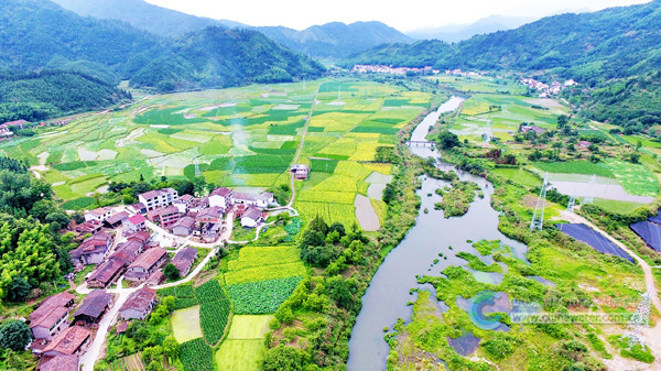 农户们忙着打理猕猴桃果树幼苗;在中港镇邹坊村种粮大户