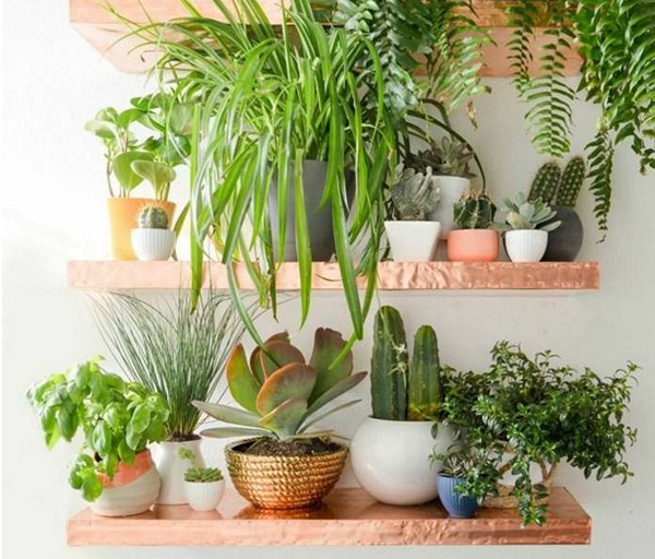 家庭养花如何节水?