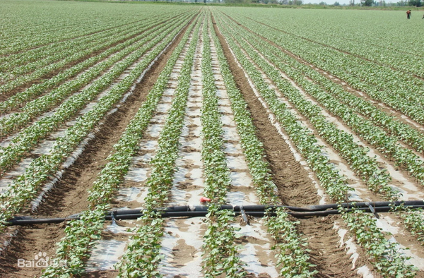 农业节水技术之滴灌